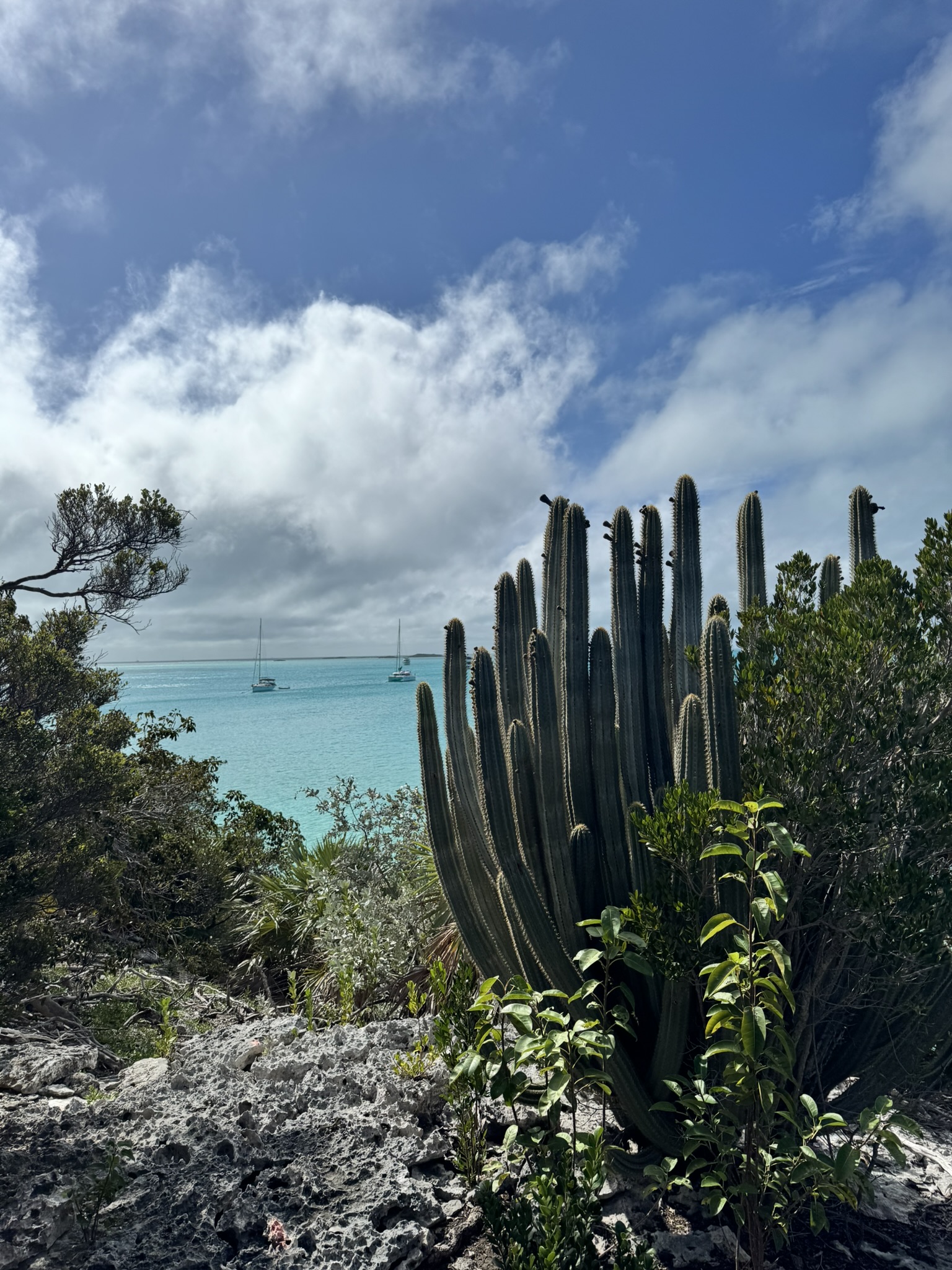 Cactus on limestone above two boats at anchor